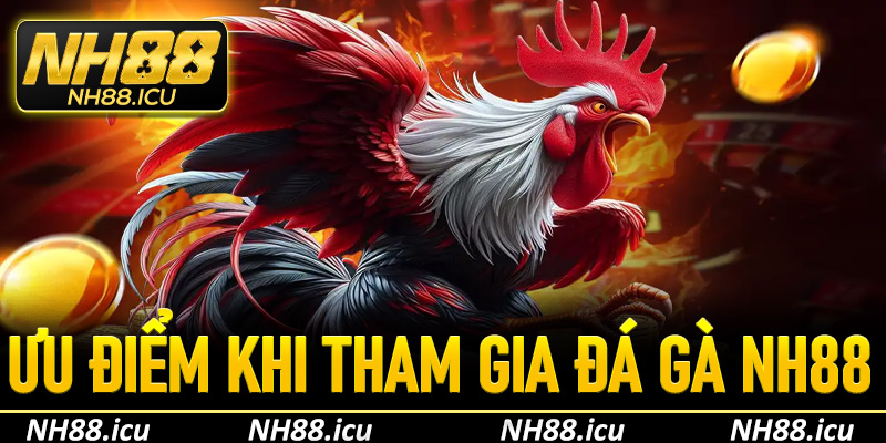 Ưu điểm nổi bật khi tham gia đá gà NH88
