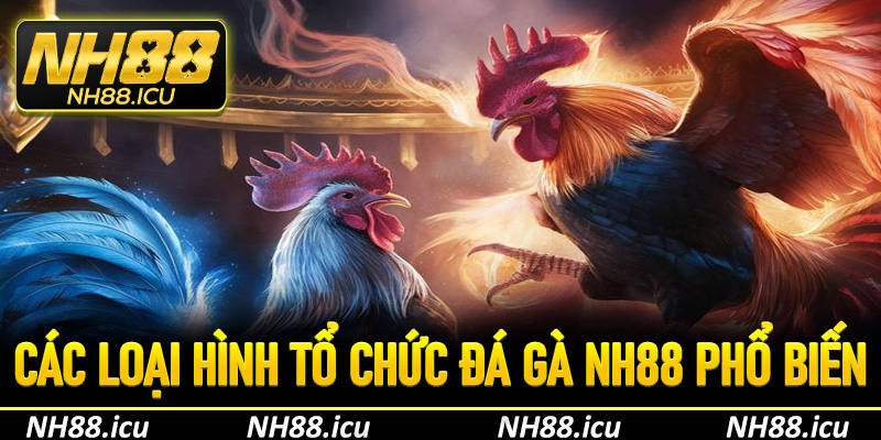 Các loại hình tổ chức đá gà phổ biến hàng đầu tại NH88