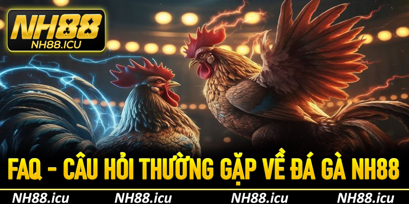 FAQs - Câu hỏi thường gặp khi tham gia chơi đá gà NH88